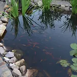 Garden Vendeghaz B&B