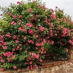 Garden Vendeghaz 3*