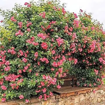 Garden Vendeghaz Makó