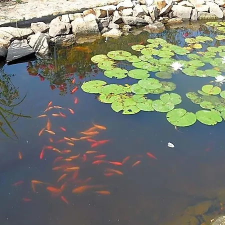 Garden Vendeghaz Makó